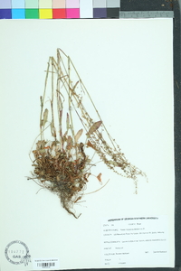 Rumex hastatulus image