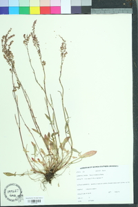 Rumex hastatulus image