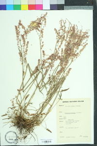 Rumex hastatulus image