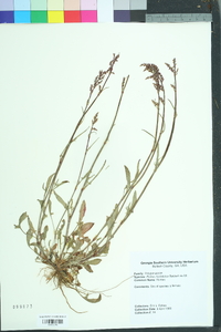 Rumex hastatulus image