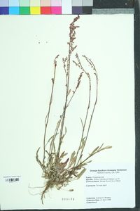 Rumex hastatulus image