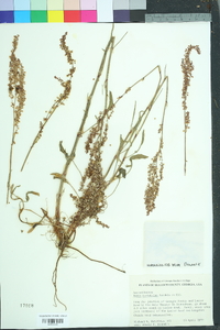 Rumex hastatulus image