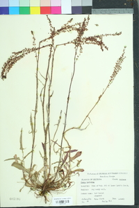 Rumex hastatulus image