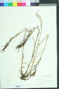 Rumex hastatulus image