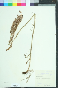 Rumex hastatulus image