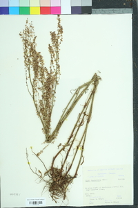 Rumex hastatulus image