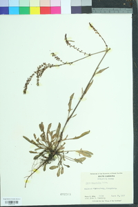 Rumex hastatulus image