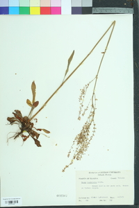 Rumex hastatulus image