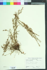 Rumex hastatulus image