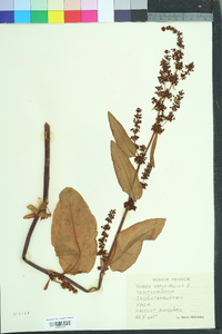 Rumex obtusifolius image