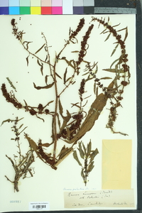 Rumex palustris image