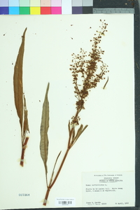 Rumex verticillatus image