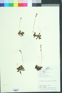 Drosera capillaris image