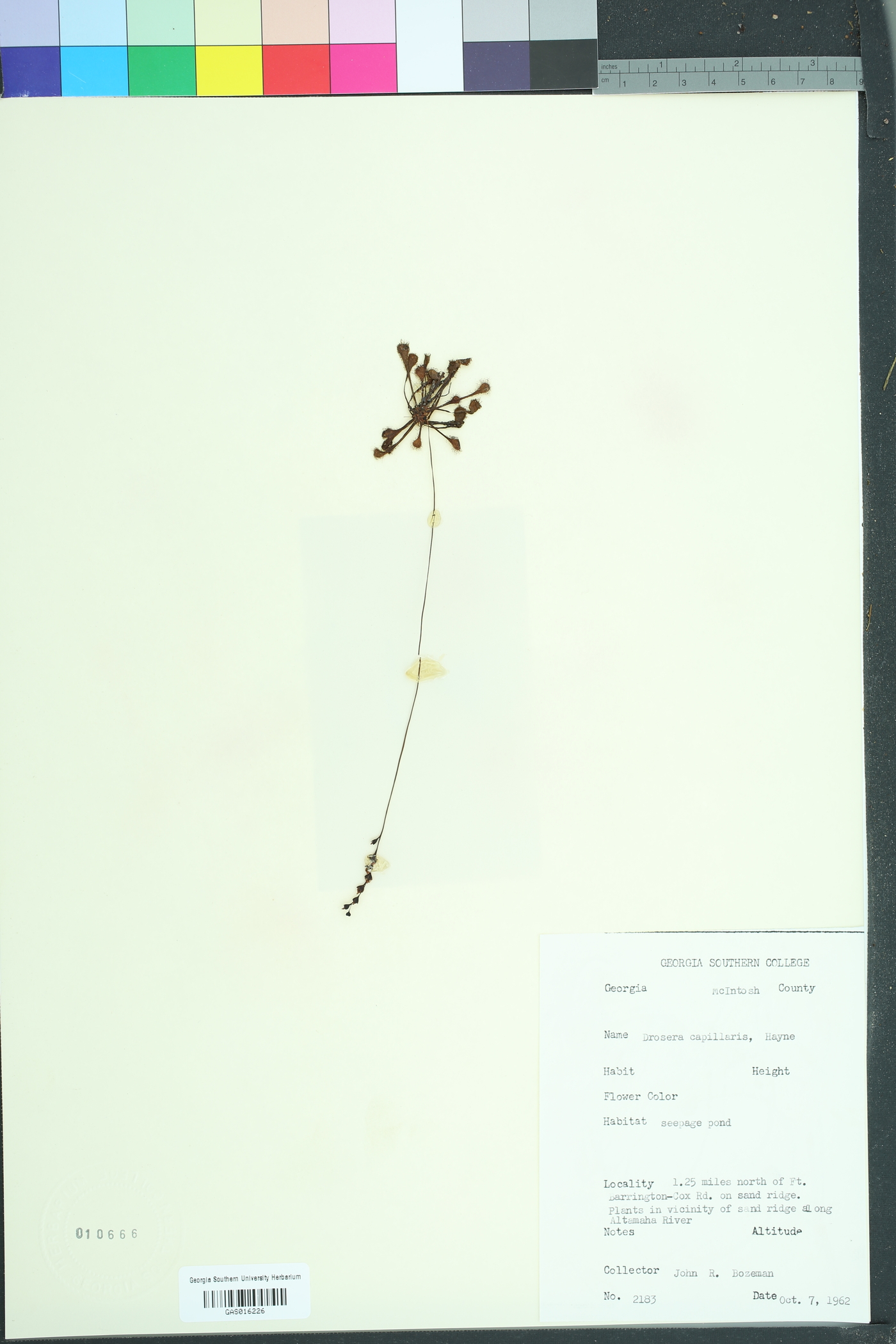 Drosera capillaris image