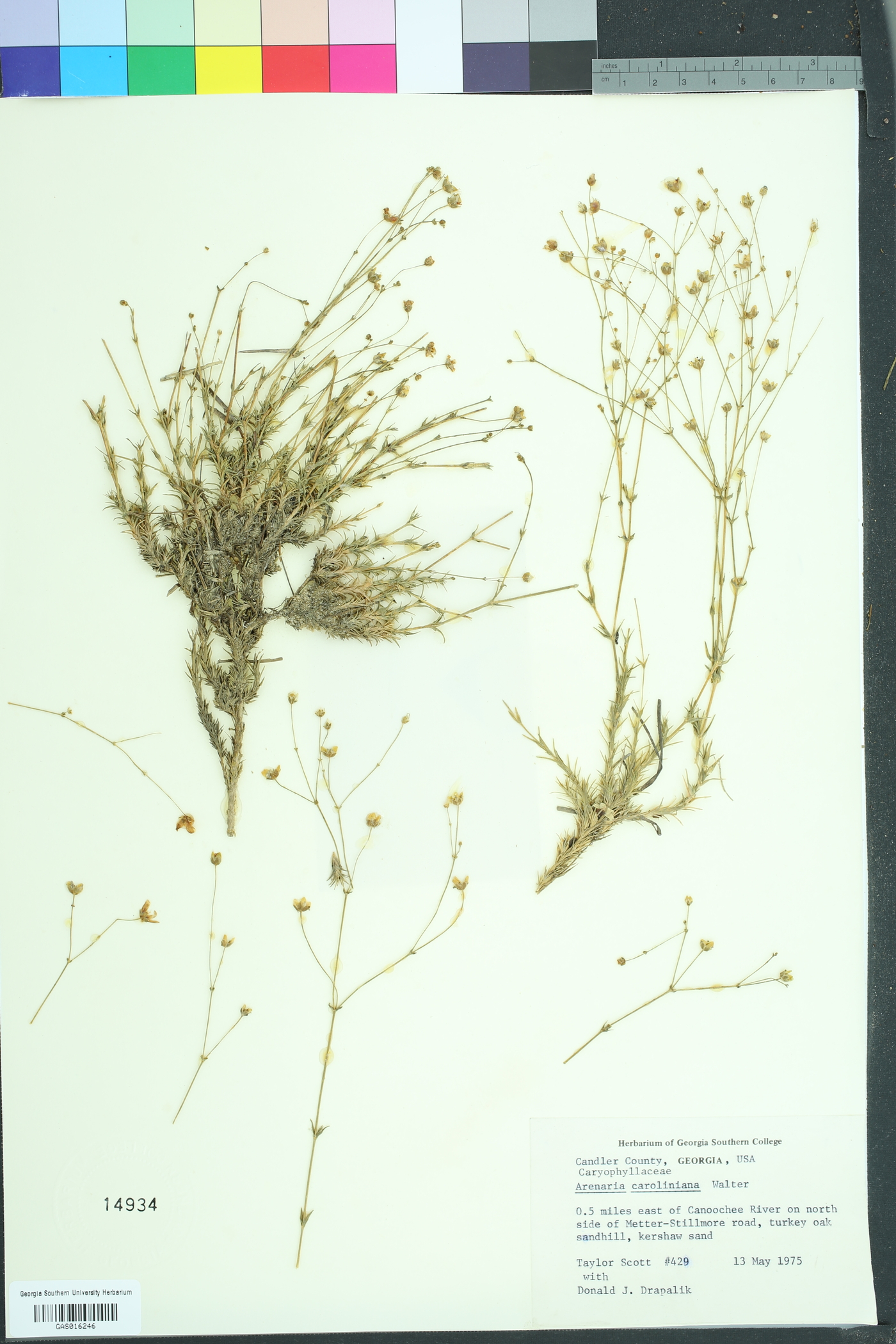 Sabulina caroliniana image