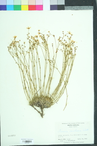 Sabulina caroliniana image