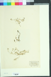 Corrigiola litoralis image