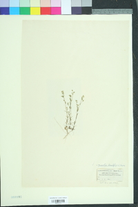 Image of Sabulina tenuifolia