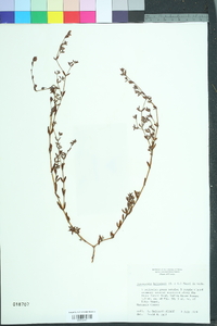 Paronychia baldwinii image