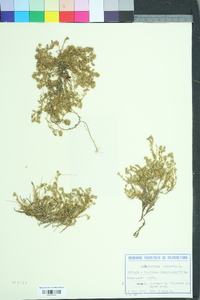 Scleranthus perennis image