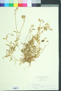 Image of Oberna uniflora