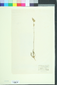 Silene artemisetorum image