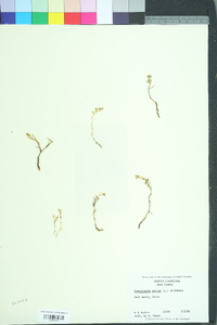 Spergularia salina image