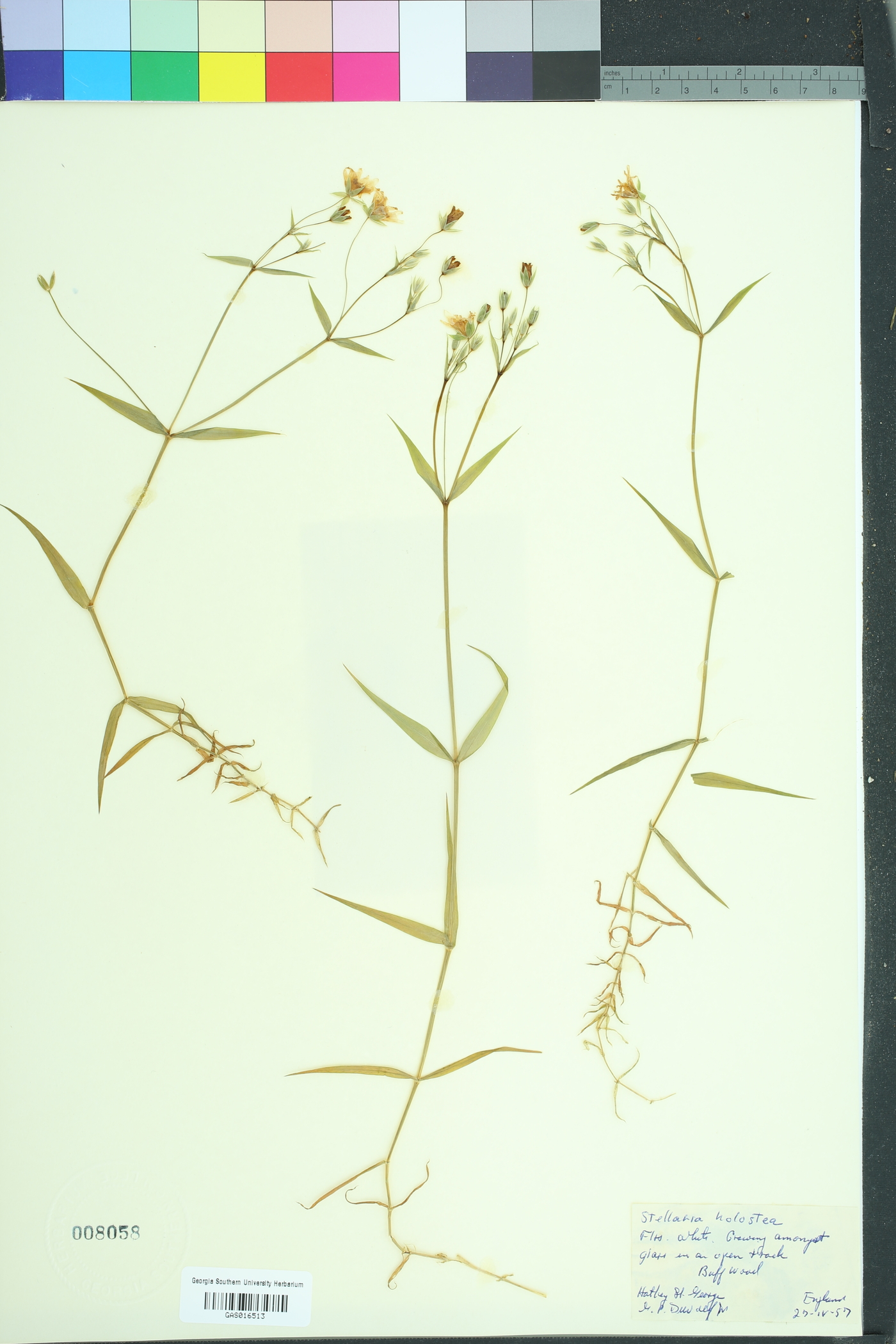 Stellaria holostea image