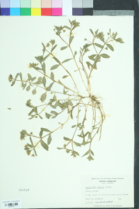 Stellaria pubera image