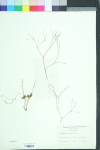 Stipulicida setacea image