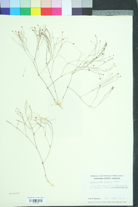 Stipulicida setacea image