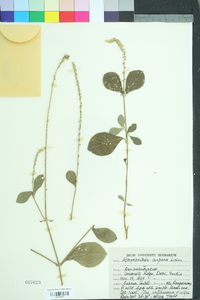 Achyranthes aspera image