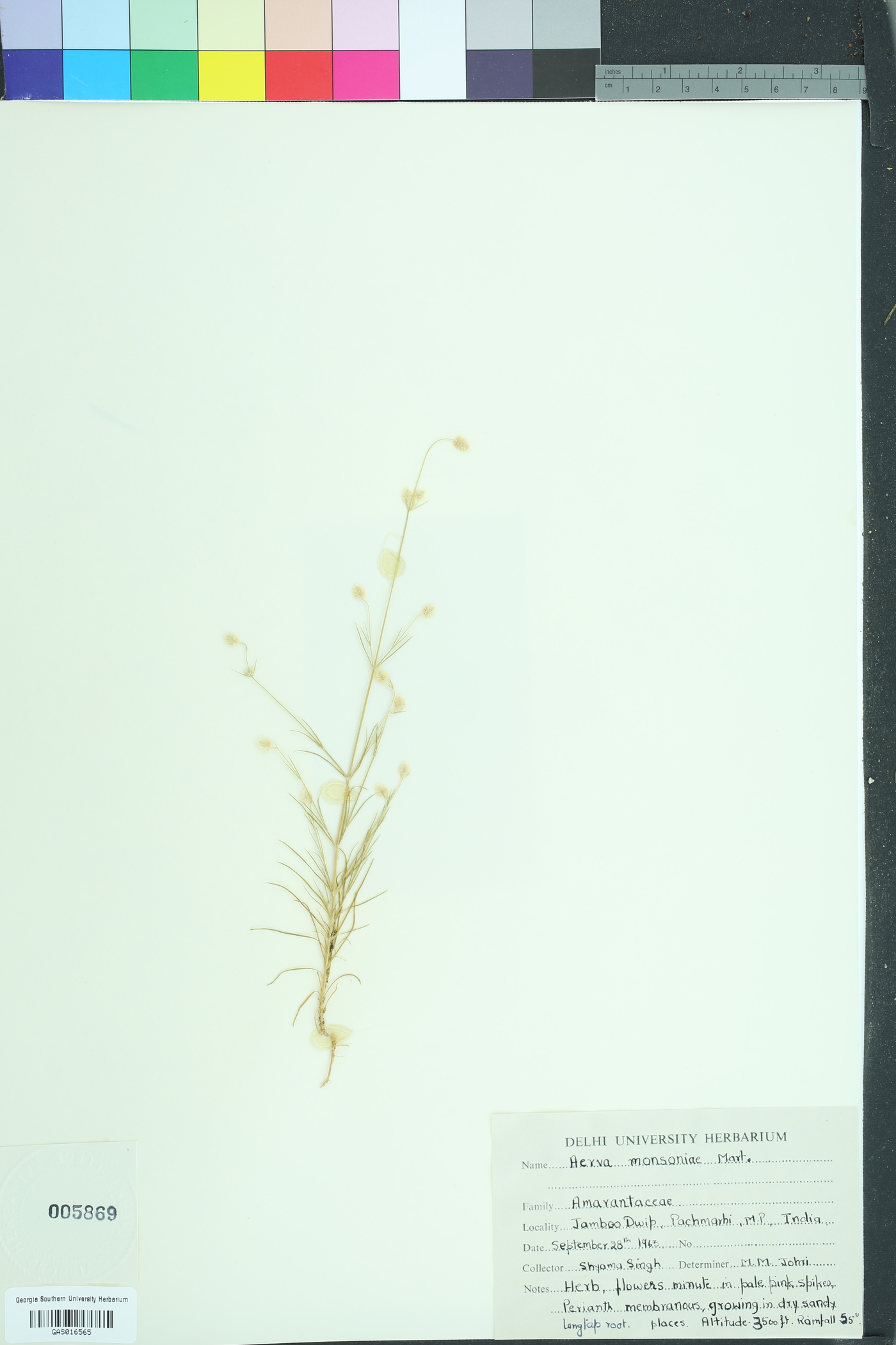 Trichuriella image