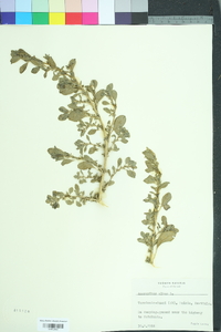 Amaranthus albus image