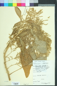 Amaranthus cruentus image