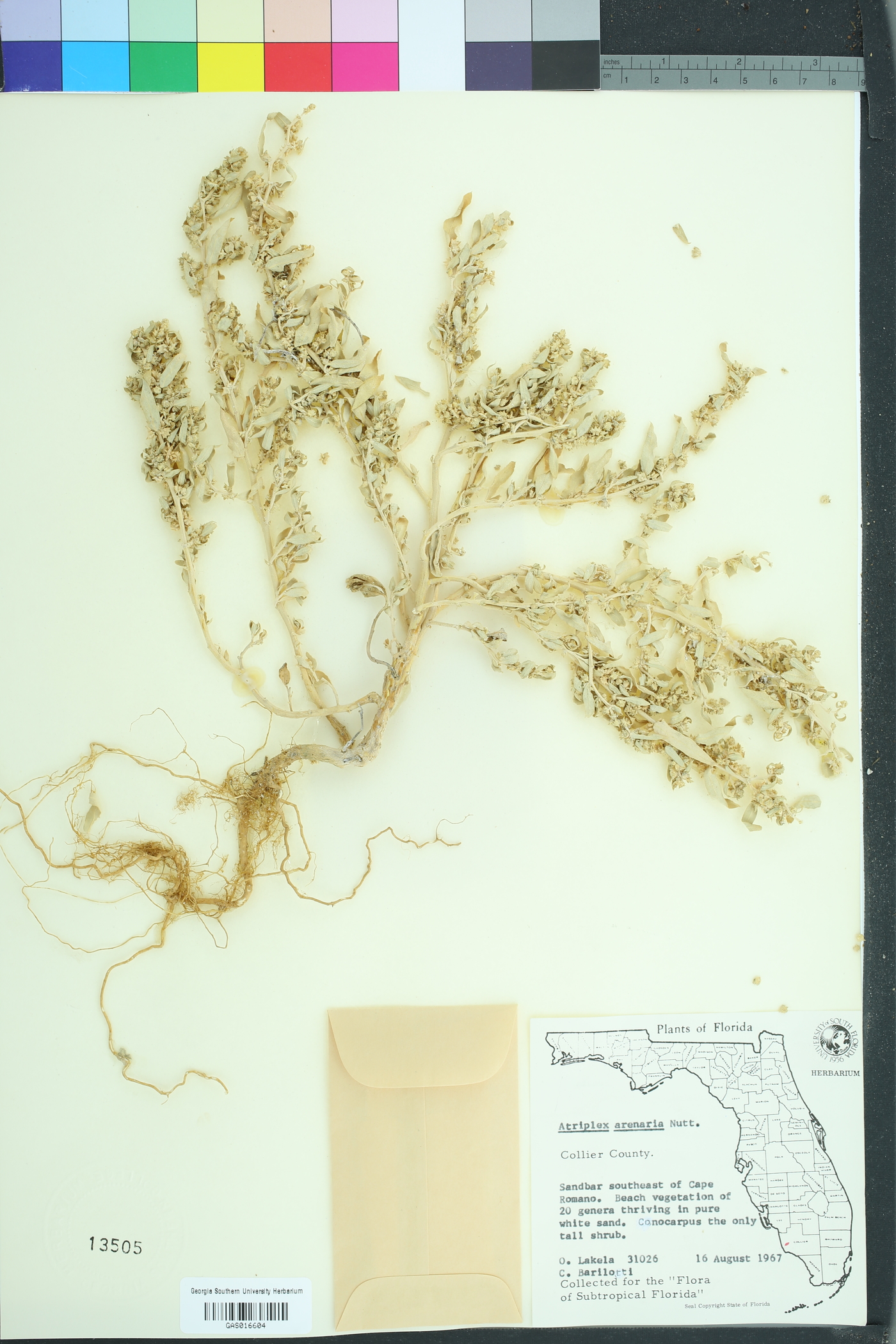 Atriplex mucronata image