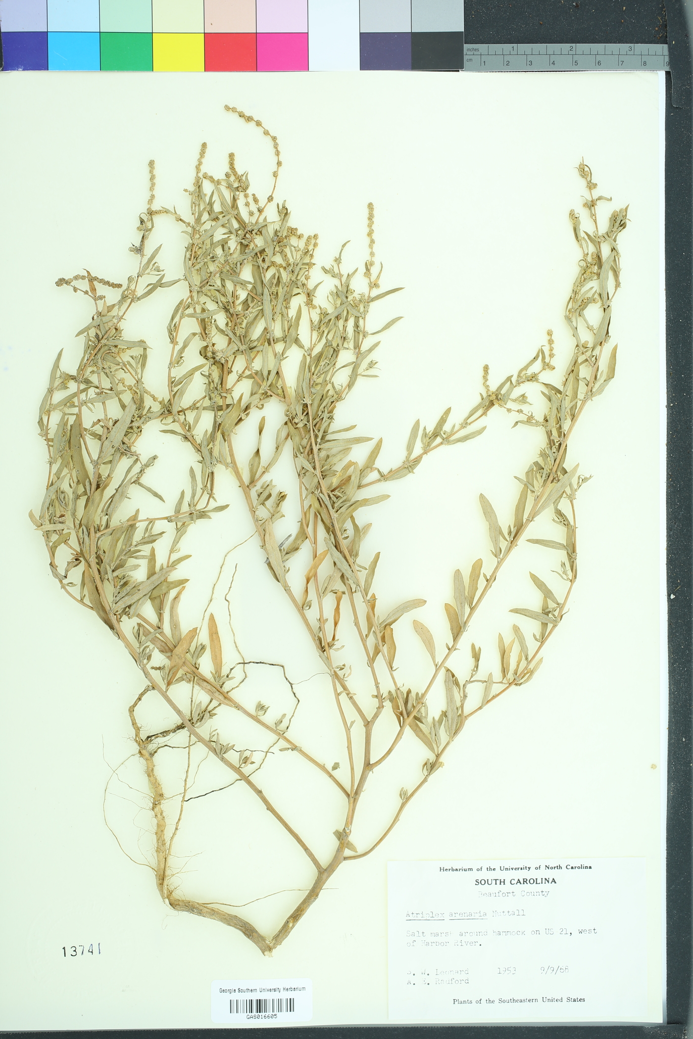 Atriplex mucronata image