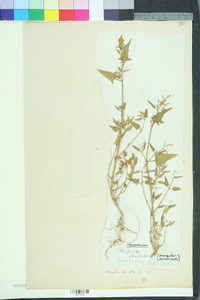 Atriplex prostrata image