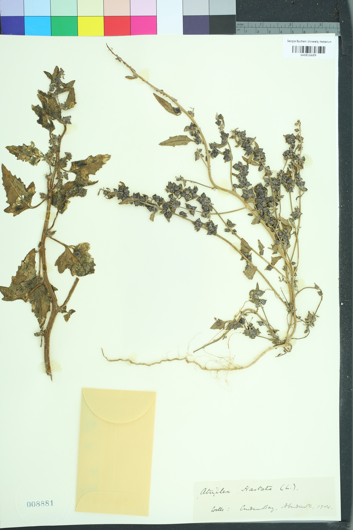 Atriplex prostrata image