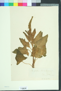 Chenopodium bonus-henricus image