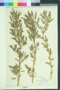 Chenopodium ficifolium image