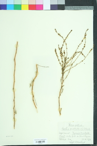 Kochia prostrata image