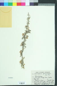 Image of Maytenus spinosa