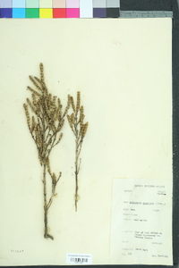 Salicornia bigelovii image