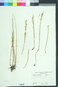 Sarcocornia perennis image