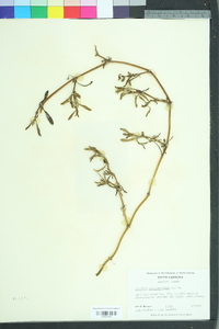 Sesuvium portulacastrum image