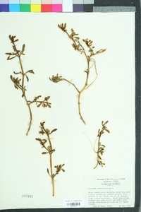 Sesuvium portulacastrum image