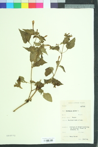 Mirabilis jalapa image