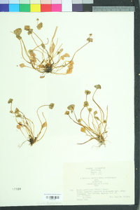 Claytonia perfoliata image