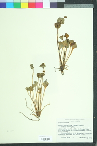 Claytonia perfoliata perfoliata image